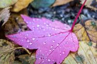 Raindrops on Maple Leaf