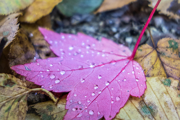 Raindrops on Maple Leaf