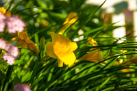 Basking Day Lillies