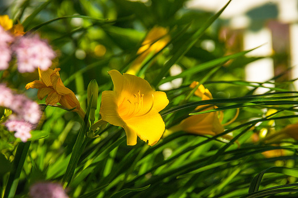 Basking Day Lillies