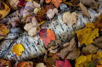 Autumn Leaves on Birch Log