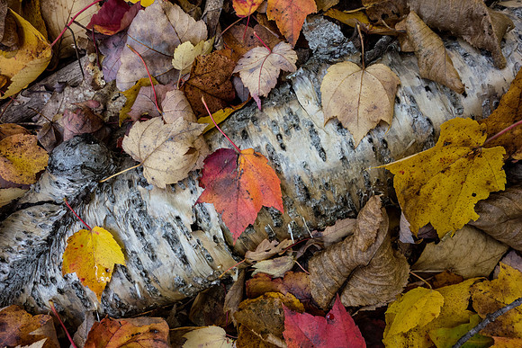 Autumn Leaves on Birch Log