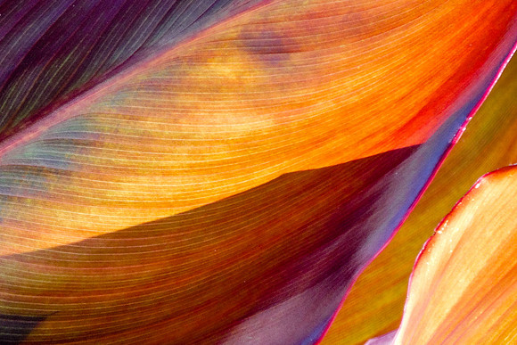 Orange Fronds
