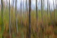 Autumn Woods Abstract #4