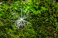 Star Seed on Moss