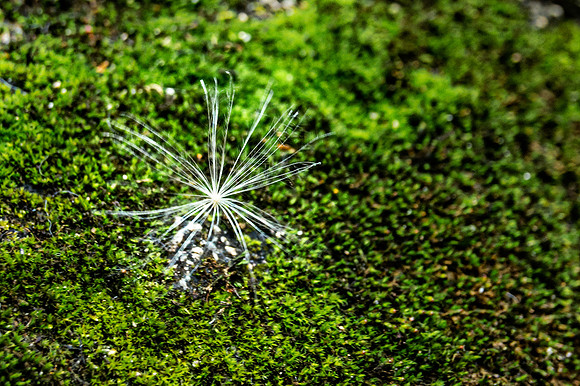 Star Seed on Moss