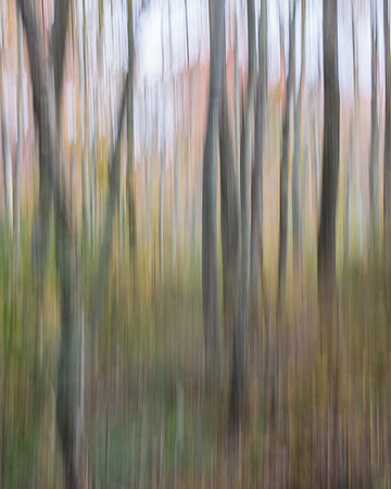 Autumn Woods Abstract #6