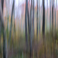Autumn Woods Abstract #1