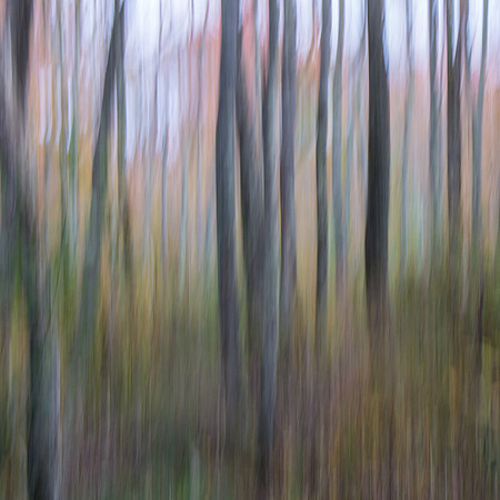 Autumn Woods Abstract #1