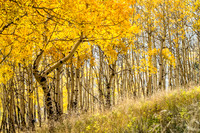 Aspen Hillside