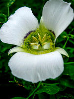 Mariposa Lily