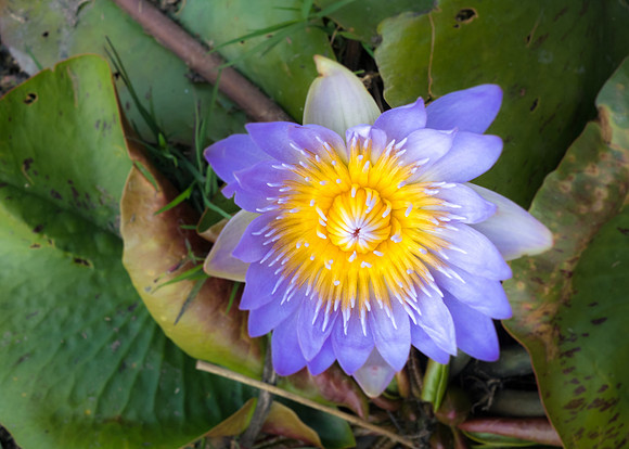 Purple & Gold Lotus