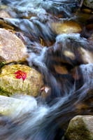 Red Leaf by Stream