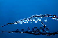 Frozen Bough