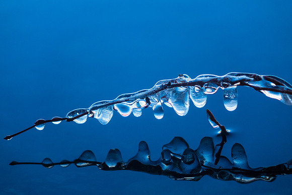 Frozen Bough