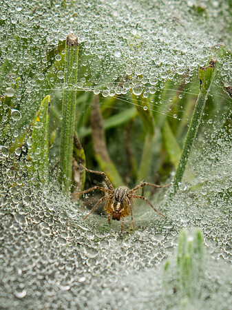 Grass Spider in her Web of Jewels