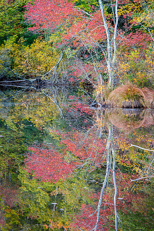 Autumn Reflection