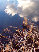 Cattail Reflection