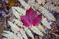 Red Maple Leaf on Fern
