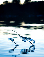 Winter's Creatures #2