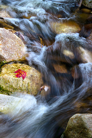 Red Leaf by Stream