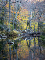 New England Streams and Woods