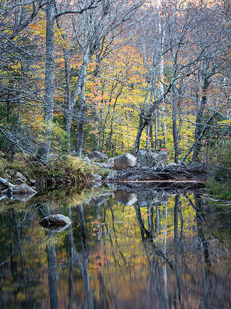 Autumn Solitude