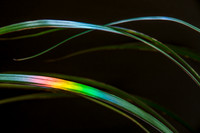 Rainbow Fronds
