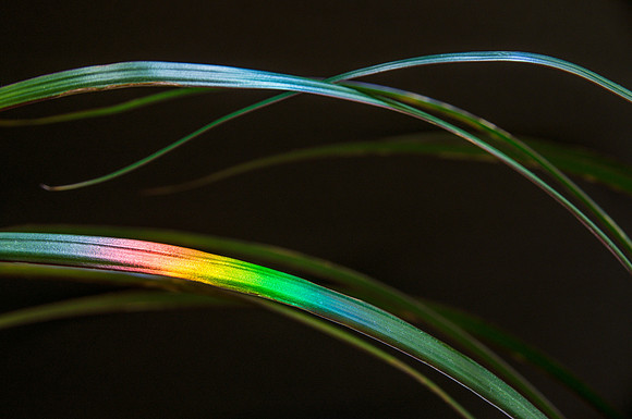 Rainbow Fronds