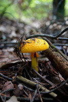 Mushroom Rising