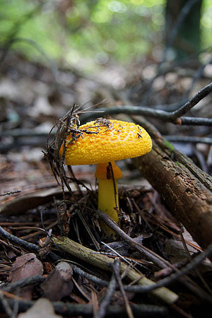 Mushroom Rising
