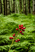 Dripping Berries