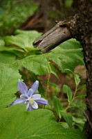 Hidden Columbine