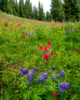 Shrine Pass Meadow