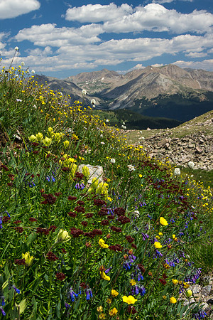 Alpine Hillside