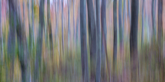 Autumn Woods Abstract #5