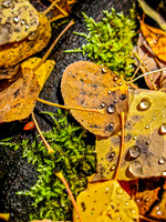 Raindrops on Aspen Leaves