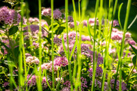 Cape Garden