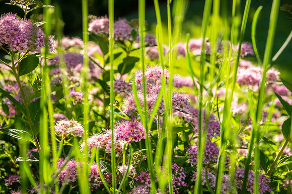 Cape Garden