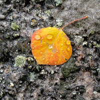 Aspen Leaf in Rain