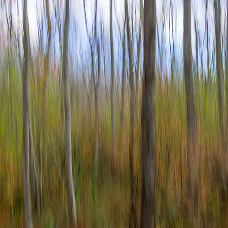 Autumn Woods Abstract #2