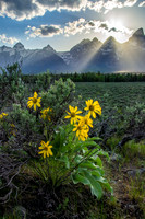 Golden Balsamroot Sunset in the Tetons