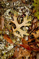 Oak Leaf