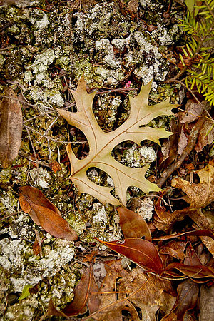 Oak Leaf