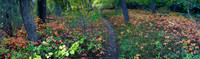 Forest Floor Panorama