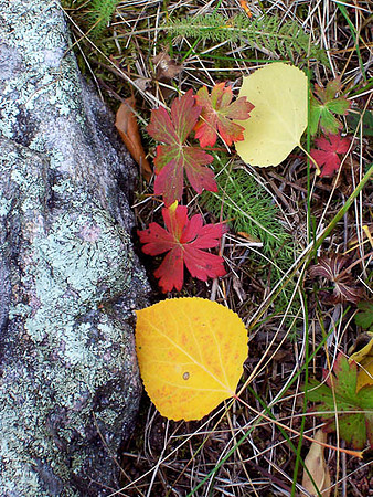 Autumn Collage 1