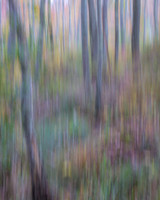 Autumn Woods Abstract #3