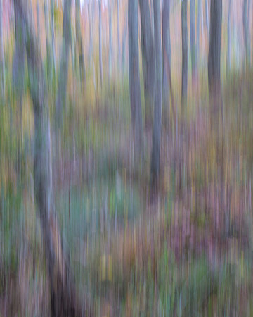 Autumn Woods Abstract #3