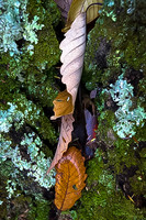Twisted Leaves