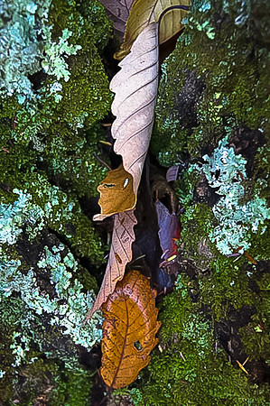 Twisted Leaves